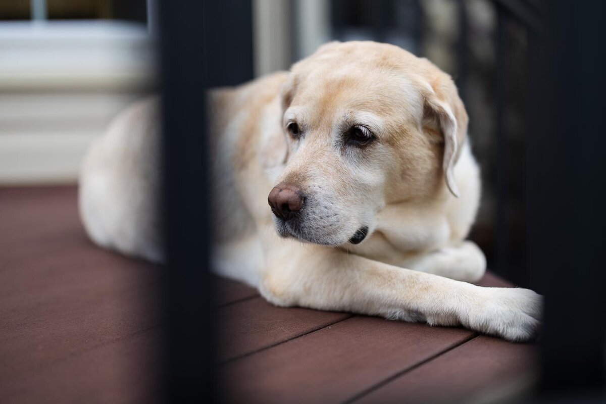 yellow-labrador-deck-between-rails-11248