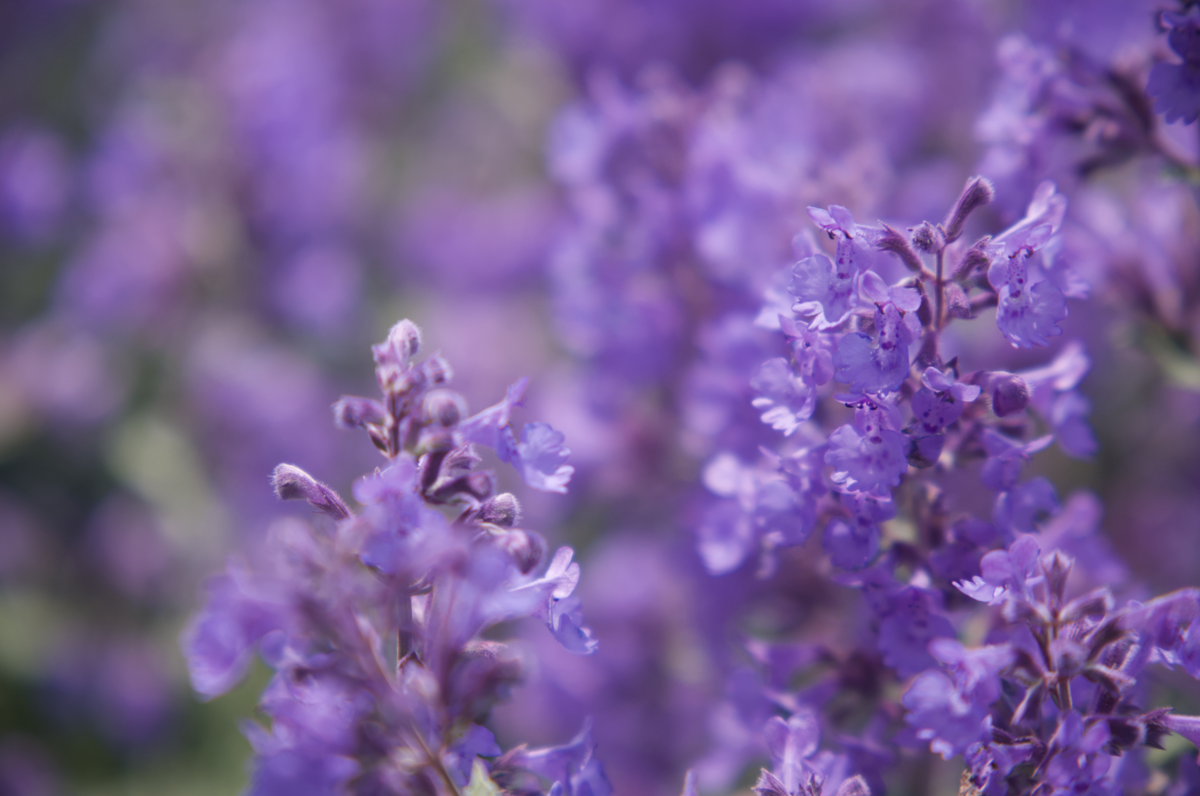 Screenshot 2025-07-18 at 8.06.04 AM