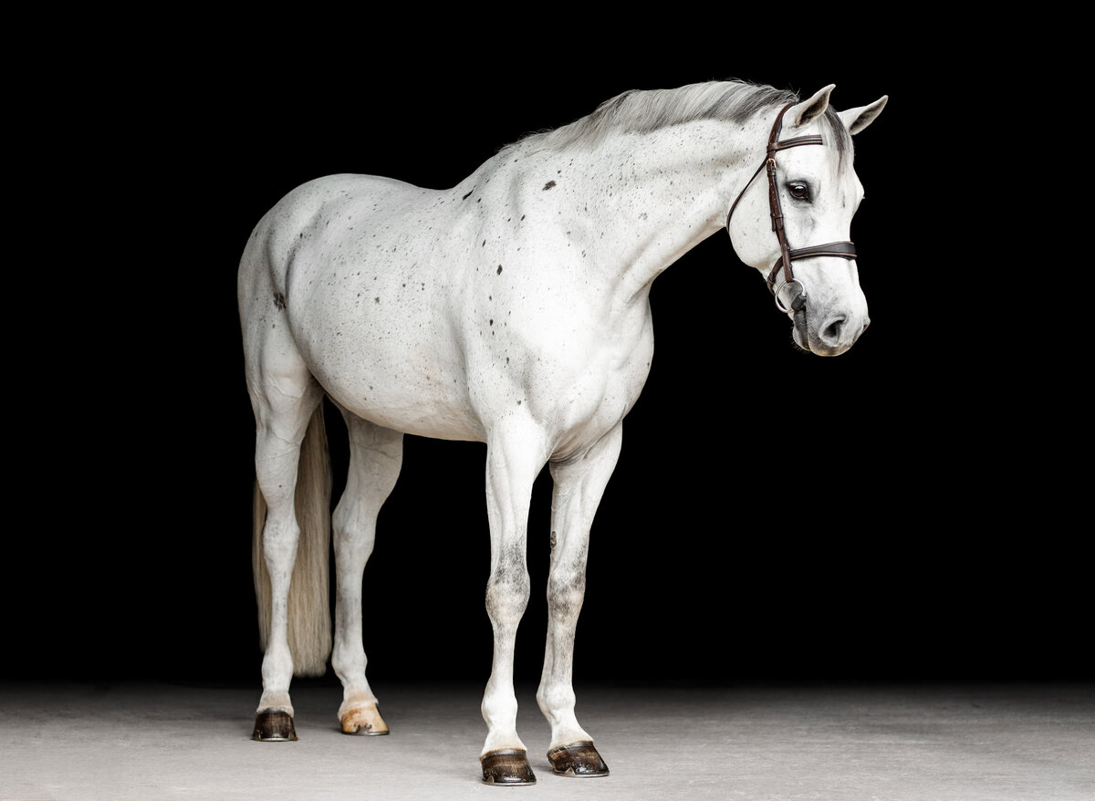 Warmblood gelding photo with black background and fine art editing in Alabama.