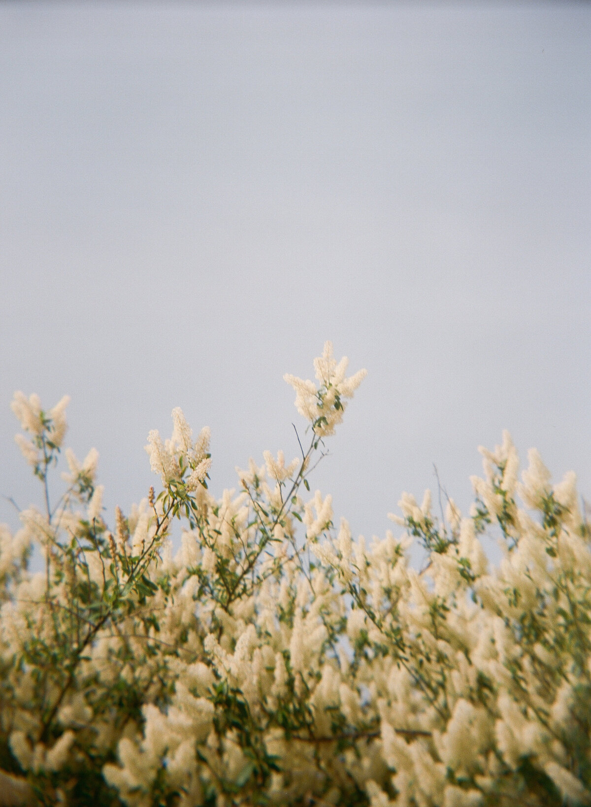 CAITLIN+CALVIN-LI-223