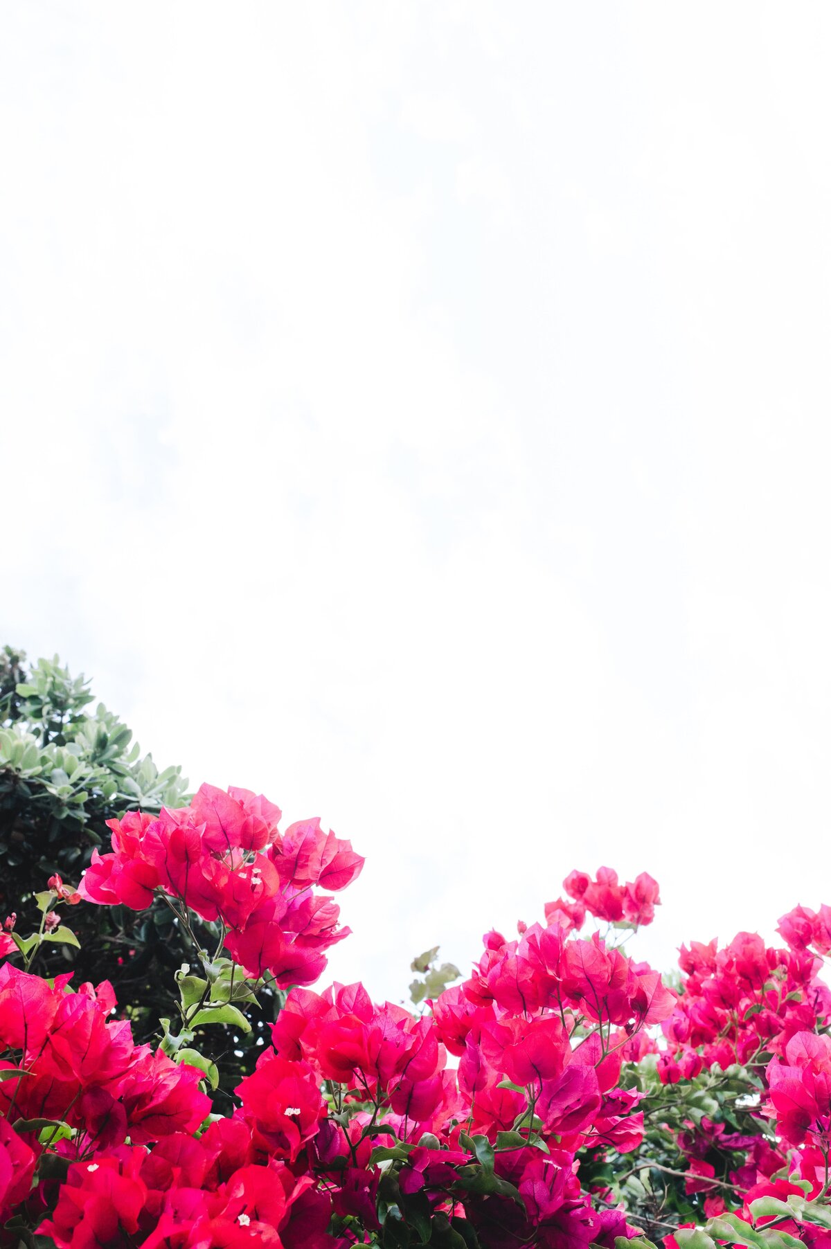 In Full Bloom