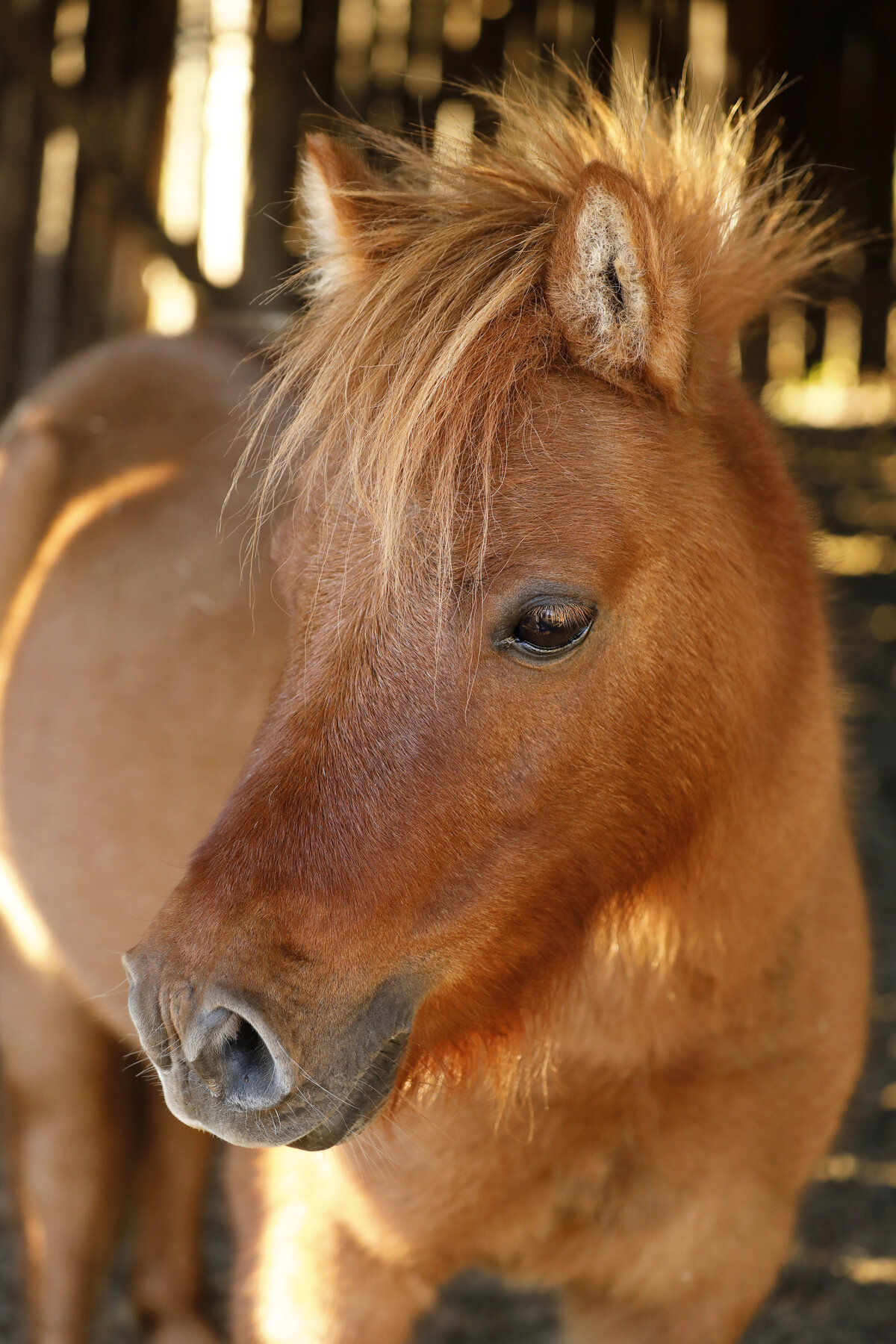 horses 05 color