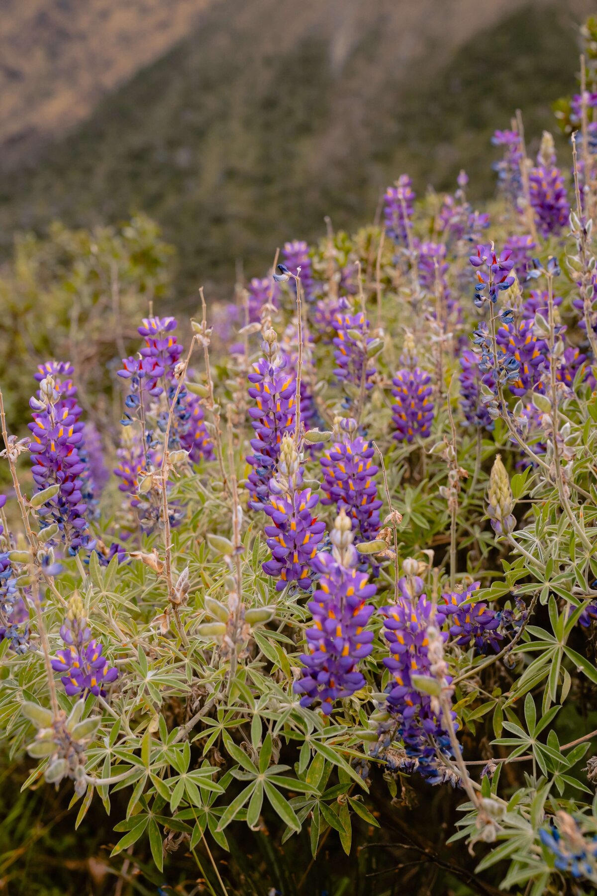 meredith-ewenson-salkantay-trek-peru-legit-trips-nature-purple-flowers