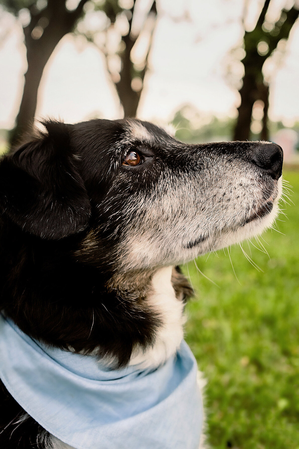 New Orleans Pet Photographer 14