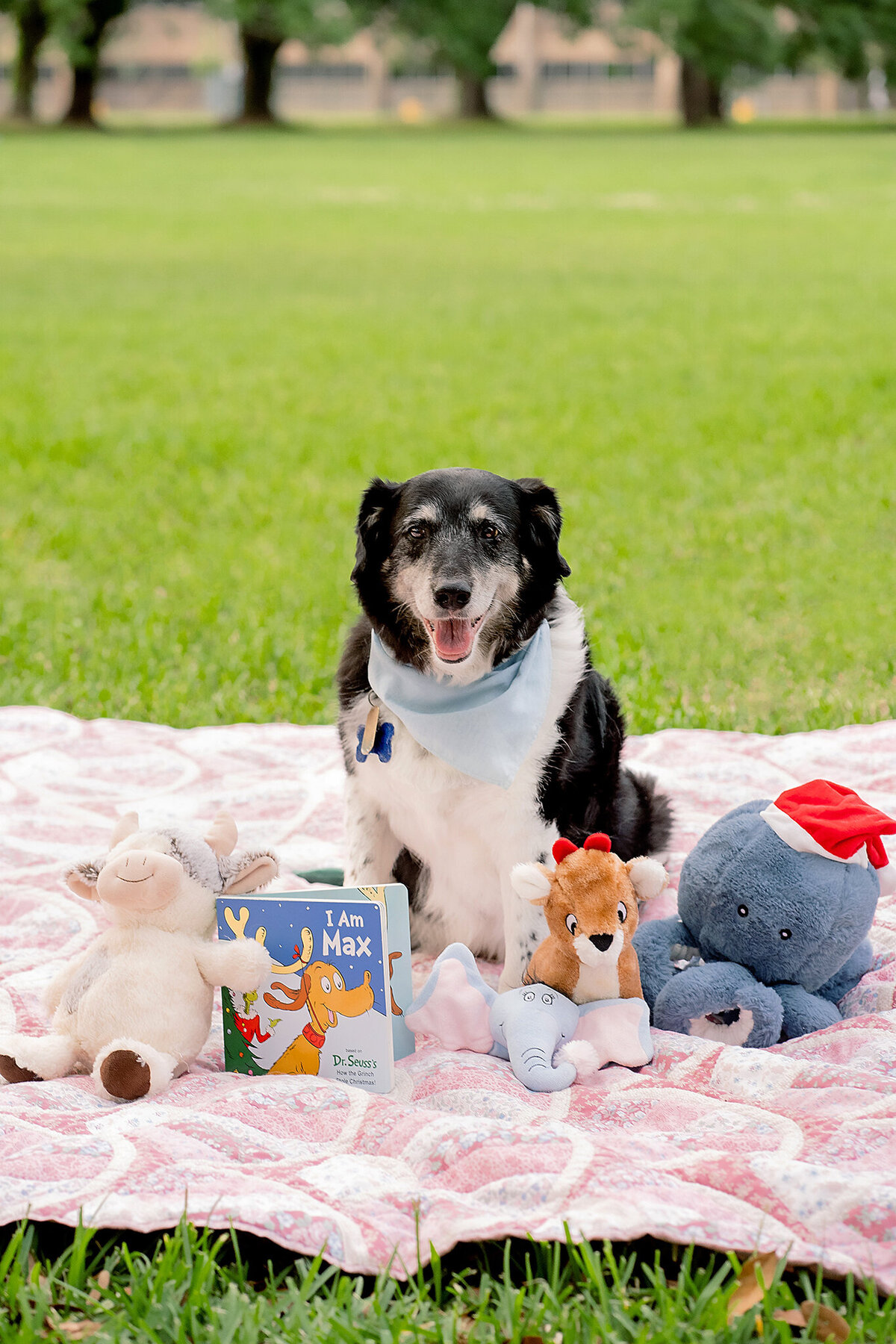 New Orleans Pet Photographer 13