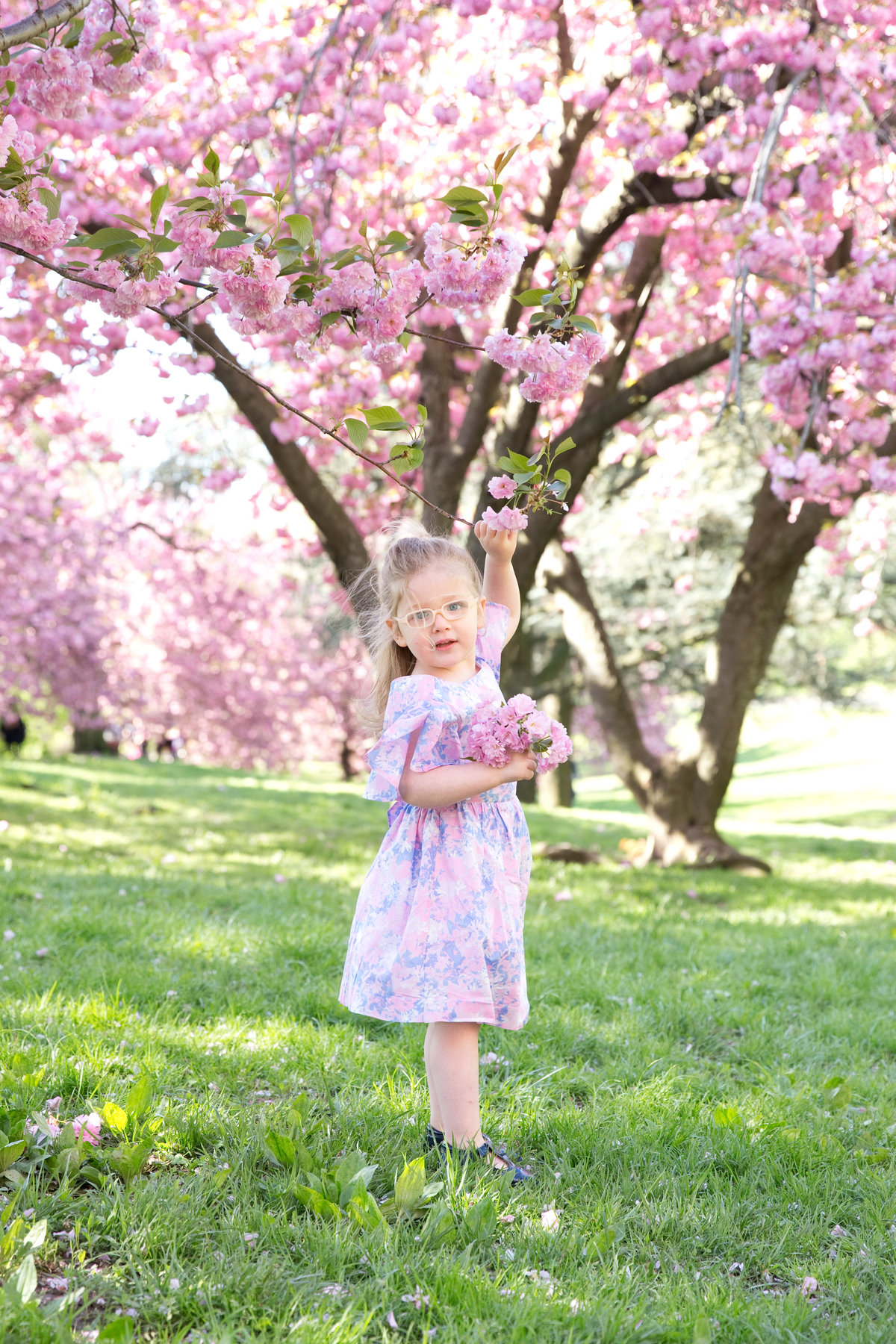 Little girl reaches for cherry blossom in central park.