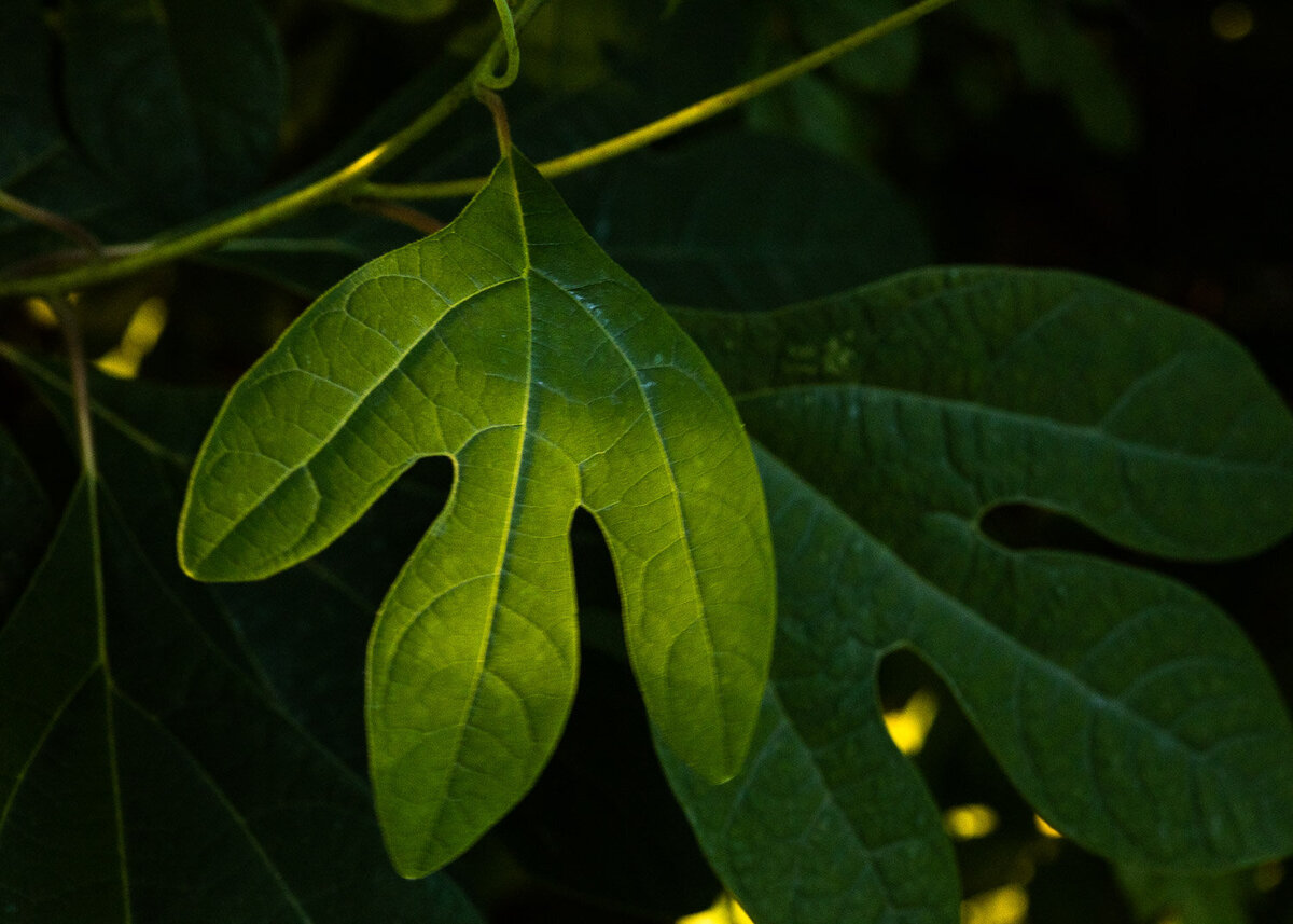 leaf-wareham-ma