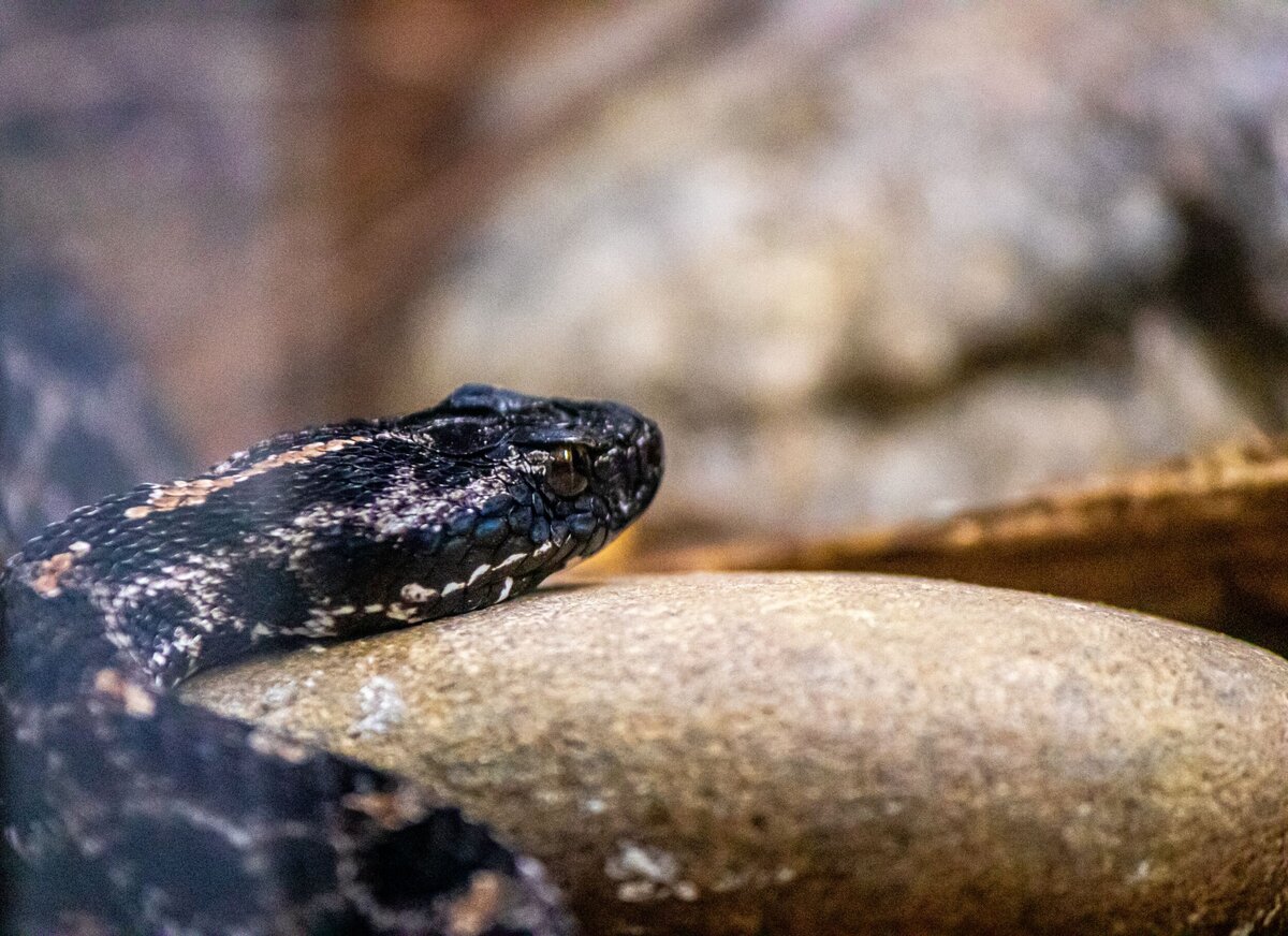 black-snake-1addff45-2500