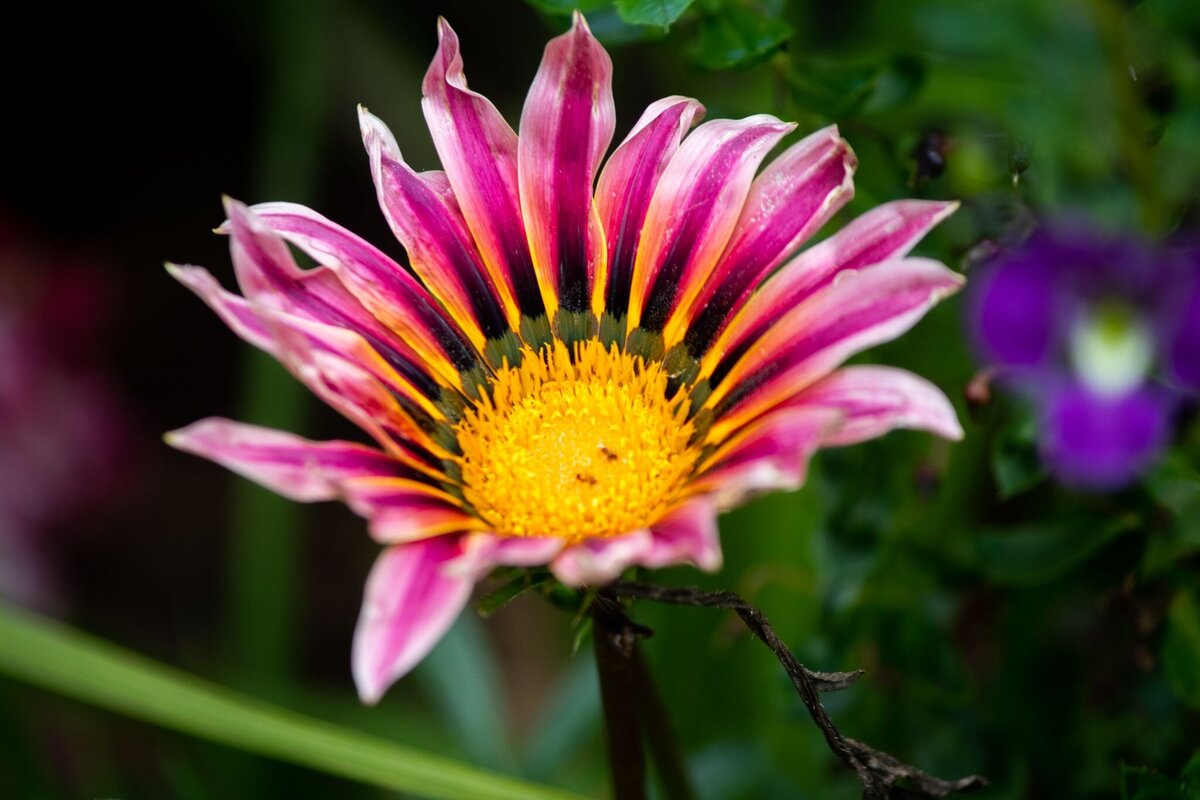Big_Pink_Flower-3e5bba00-2500
