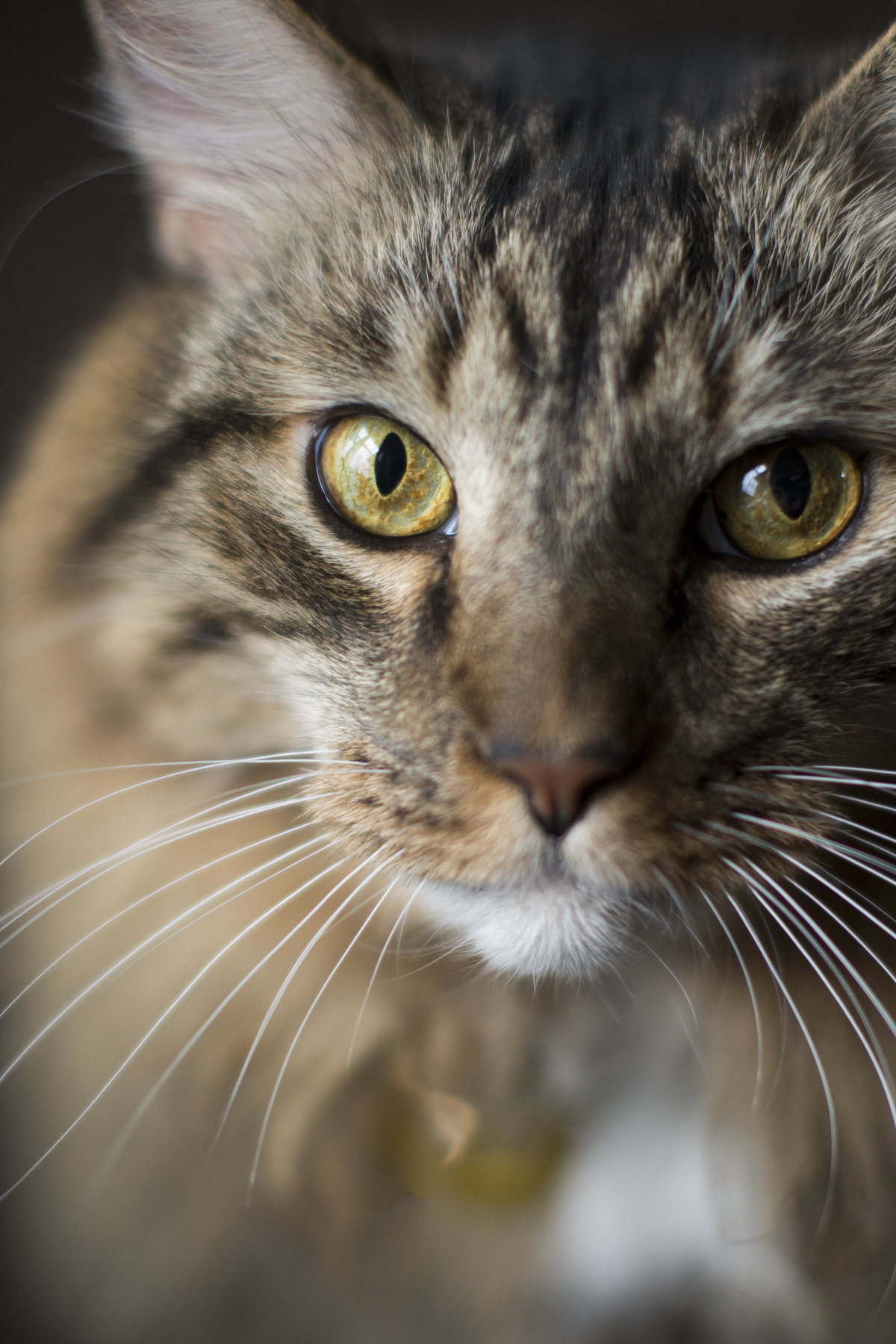 san diego cat portrait photographer