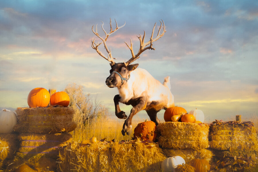 Reindeer jumping over hay bales and pumpkins in the fall.