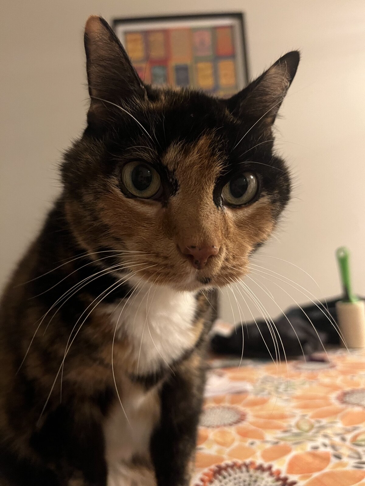 Kitty
