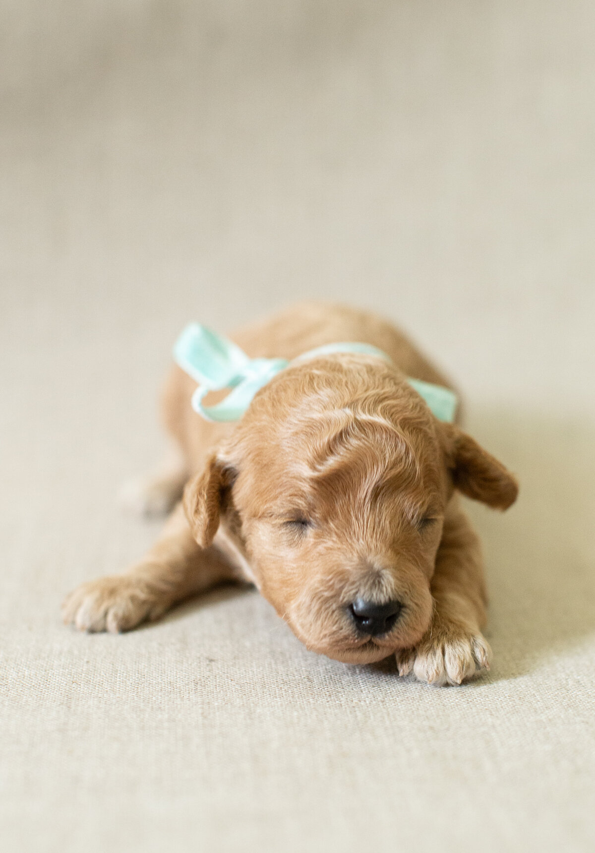 Darcy-3