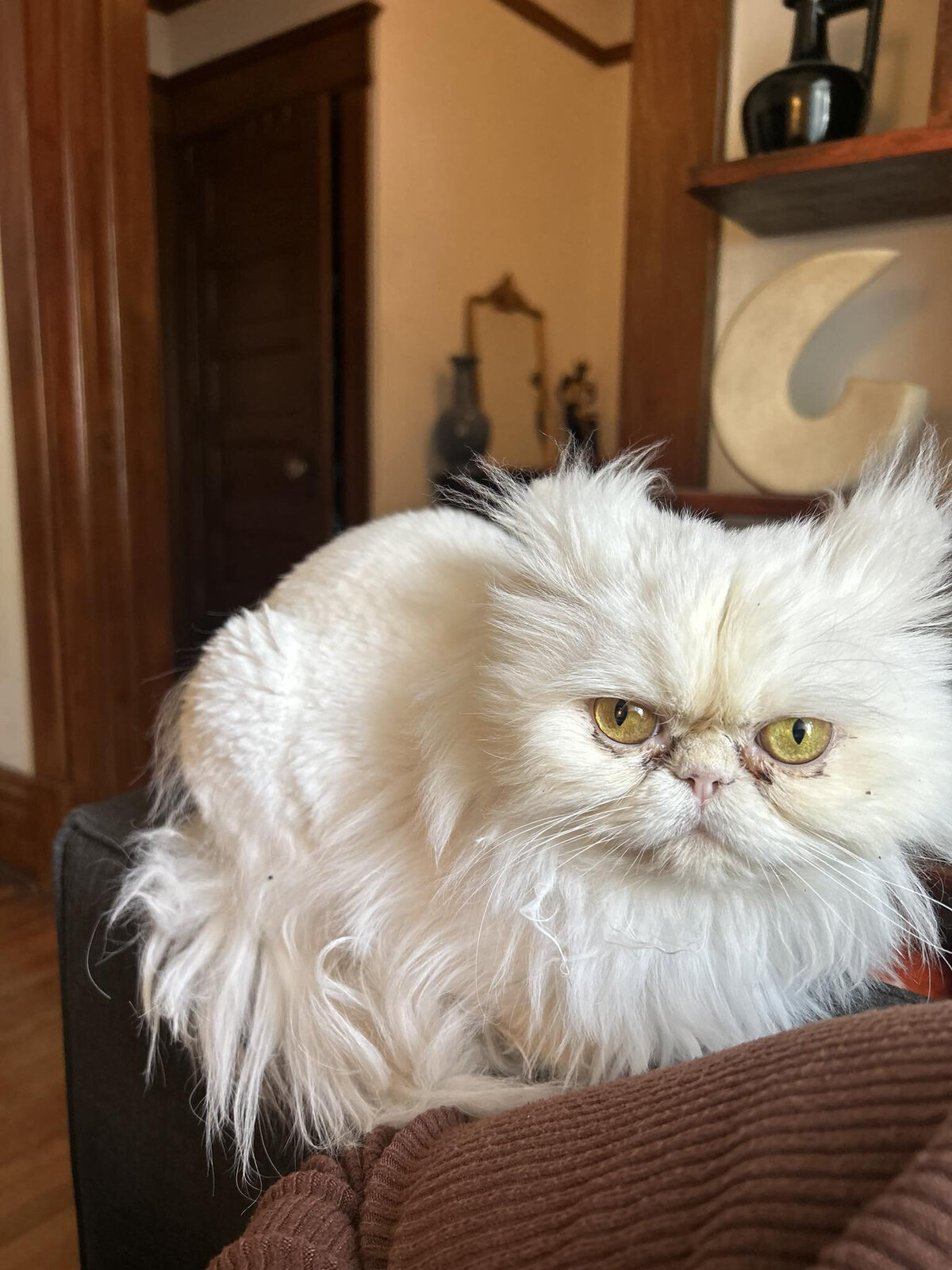 Content cat resting after a reliable in-home pet care visit from Walk with Claire in the Toronto and Hamilton area.