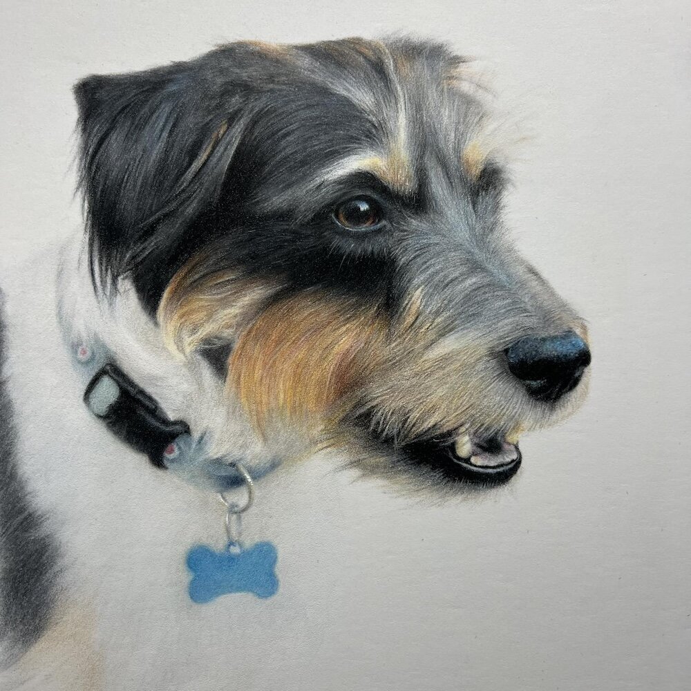 Jack-Russel---Coloured-Pencil-Pet-Portrait---Bonny-Snowdon-Fine-Art