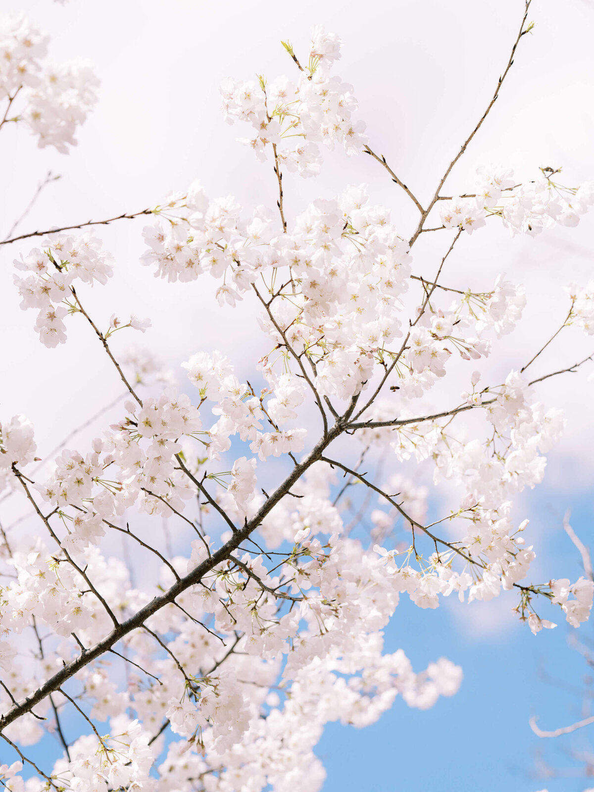 01 Dallas Arboretum Engagement Session Spring Kate Panza Wedding Photographer