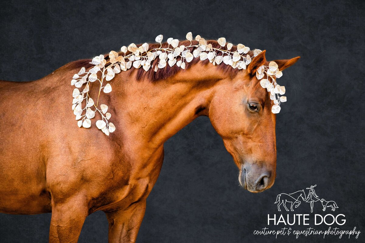 Chestnut horse arches neck with gold leaves woven in mane on a blue background.