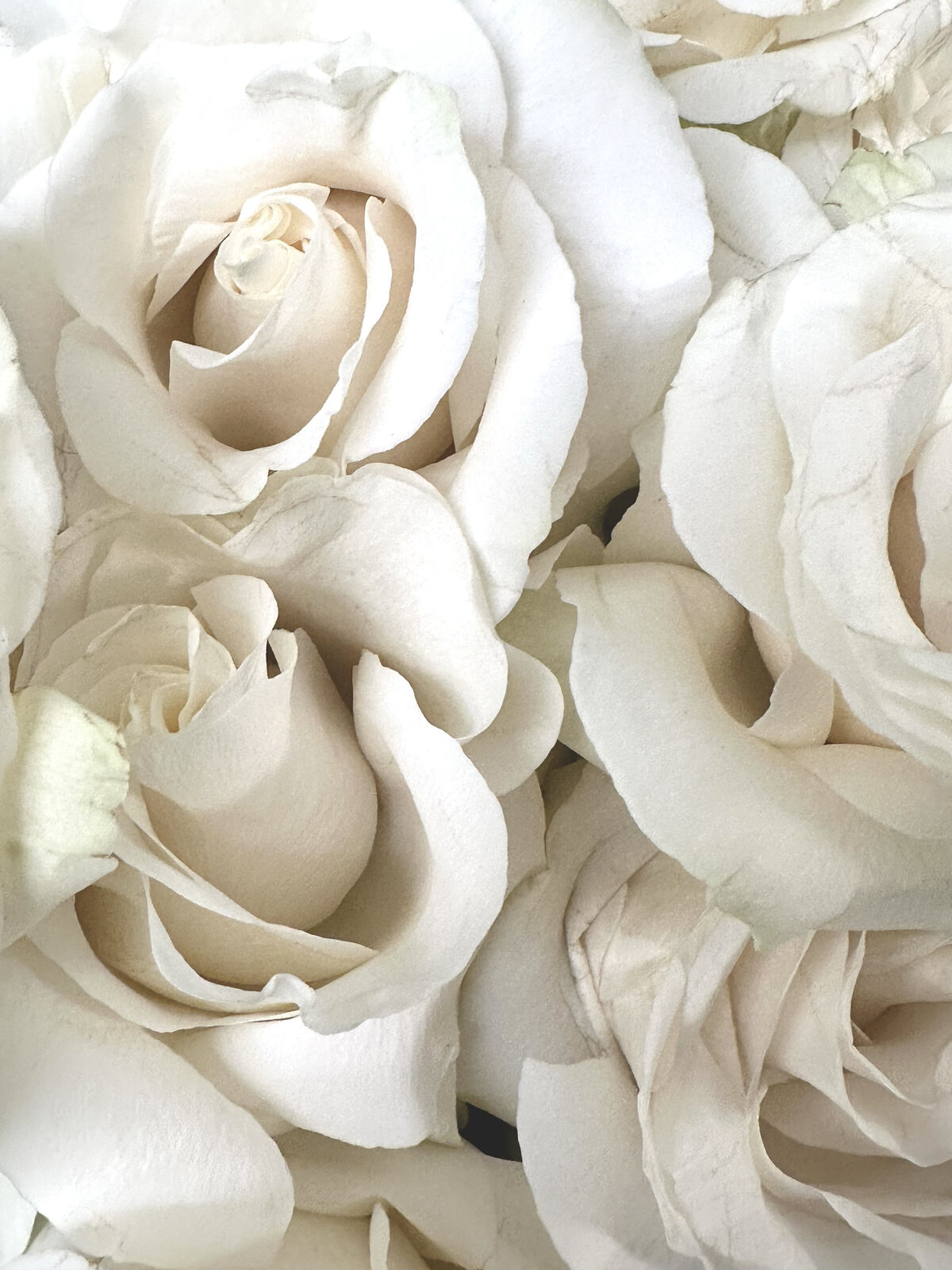 Roses by Renee