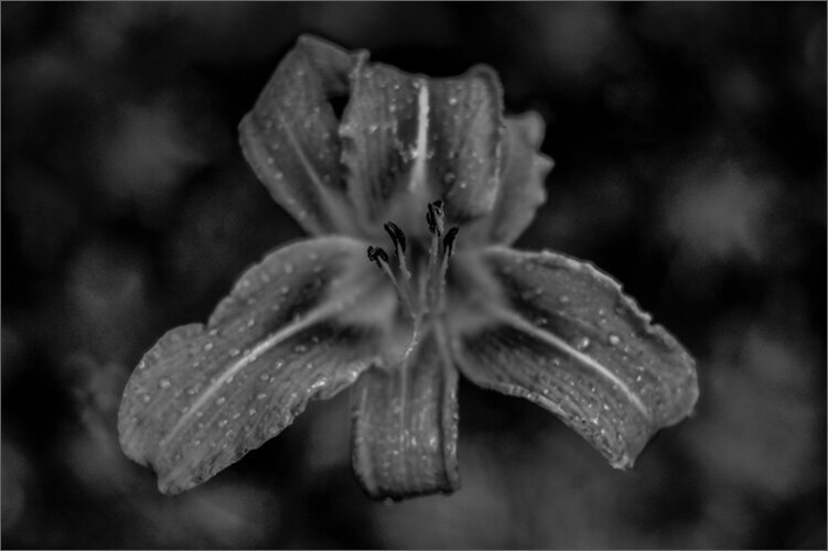 Fine Art Photographic Aluminum Print Black and White closeup of tiger lily title Come Hither