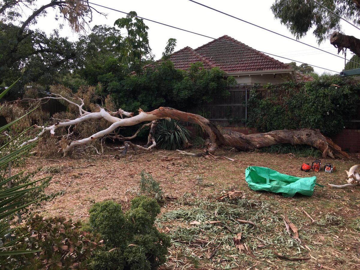 Storm Damage Branch Removals-Evergreen Tree Services SA