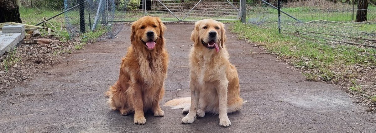 Happy golden retrievers sitting on a path