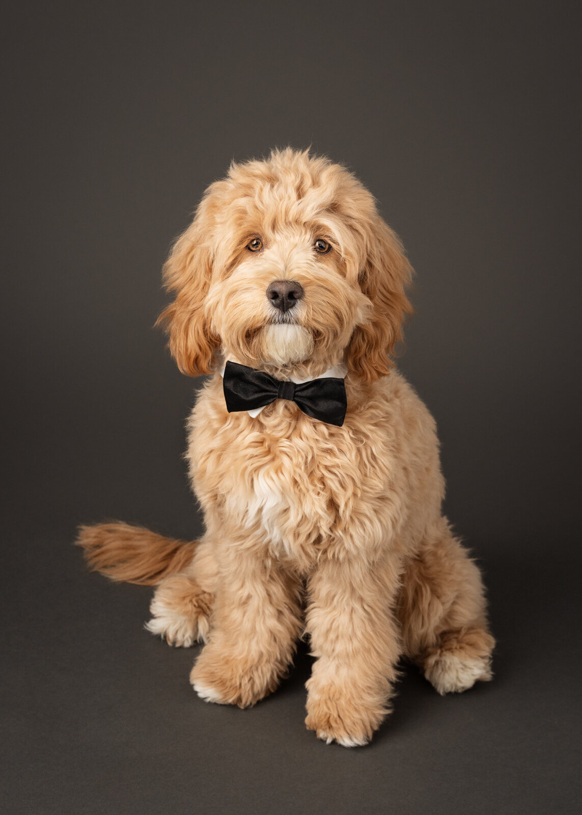 grey-bruce-owen-sound-photographer-pets-17