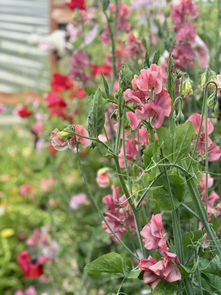 186384D6-A305-4FC9-AABF-FF0B466CA0FF_1_105_c