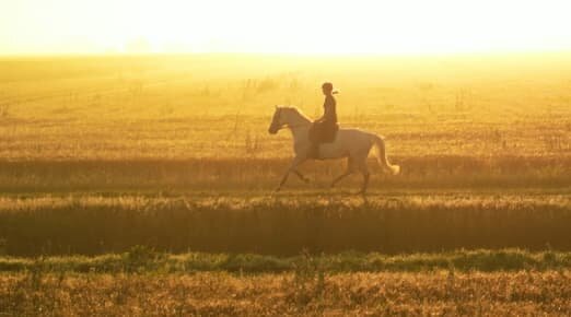 Gezond paard in actie na voeren supplement voor maagzweren en mestwater