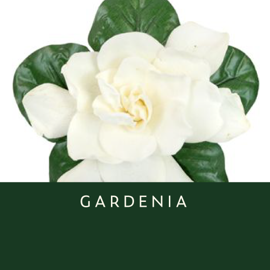 Gardenia