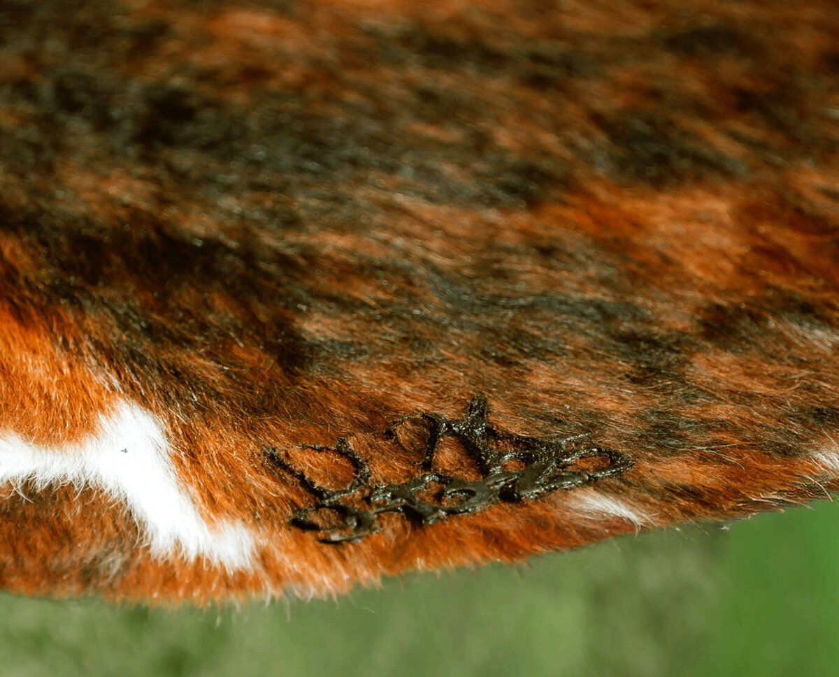 Golden Clover Photography - Dalton and Kelsey Wedding - Ceremony Portraits-147 copy