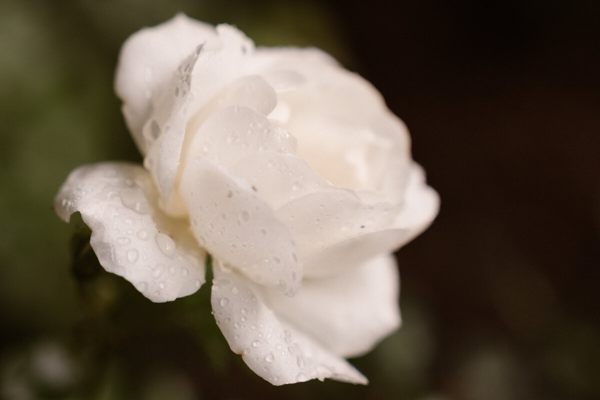 MonicaRomanielloPhotography - -7404584