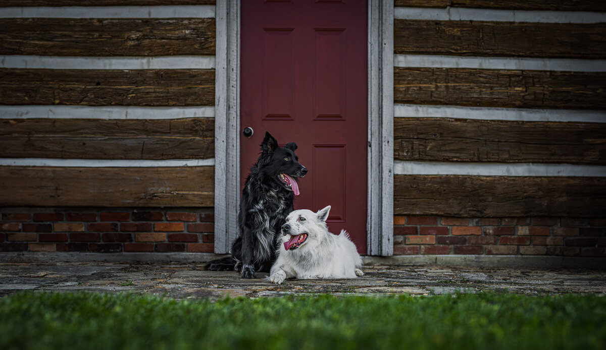 a black and a white dog sitting in front of a log house with a red door