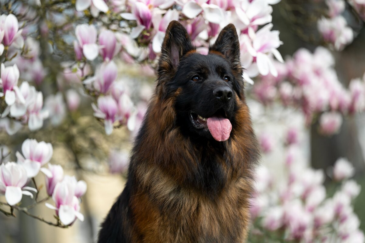 Hundebild-Magnolien-Deutscher-Schaeferhund-Portrait-Tierfotografie
