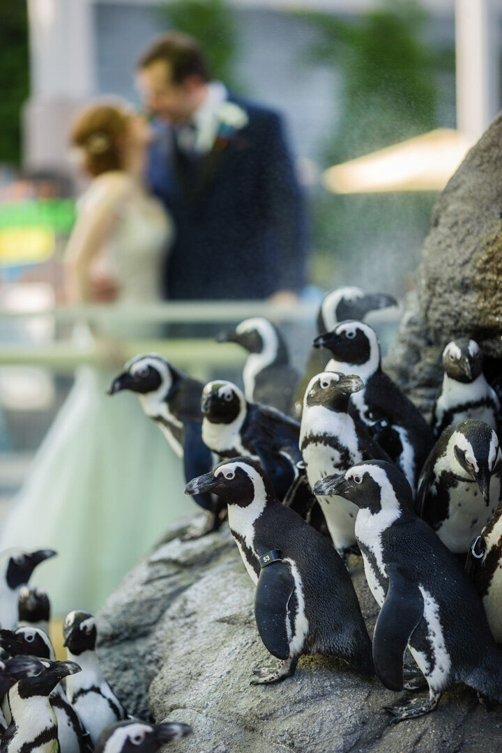 FoxBrazen_TothWedding_1504aSM