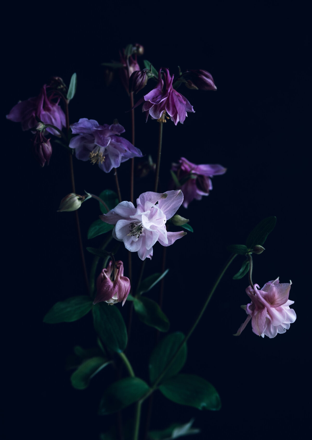Aquilegia-2
