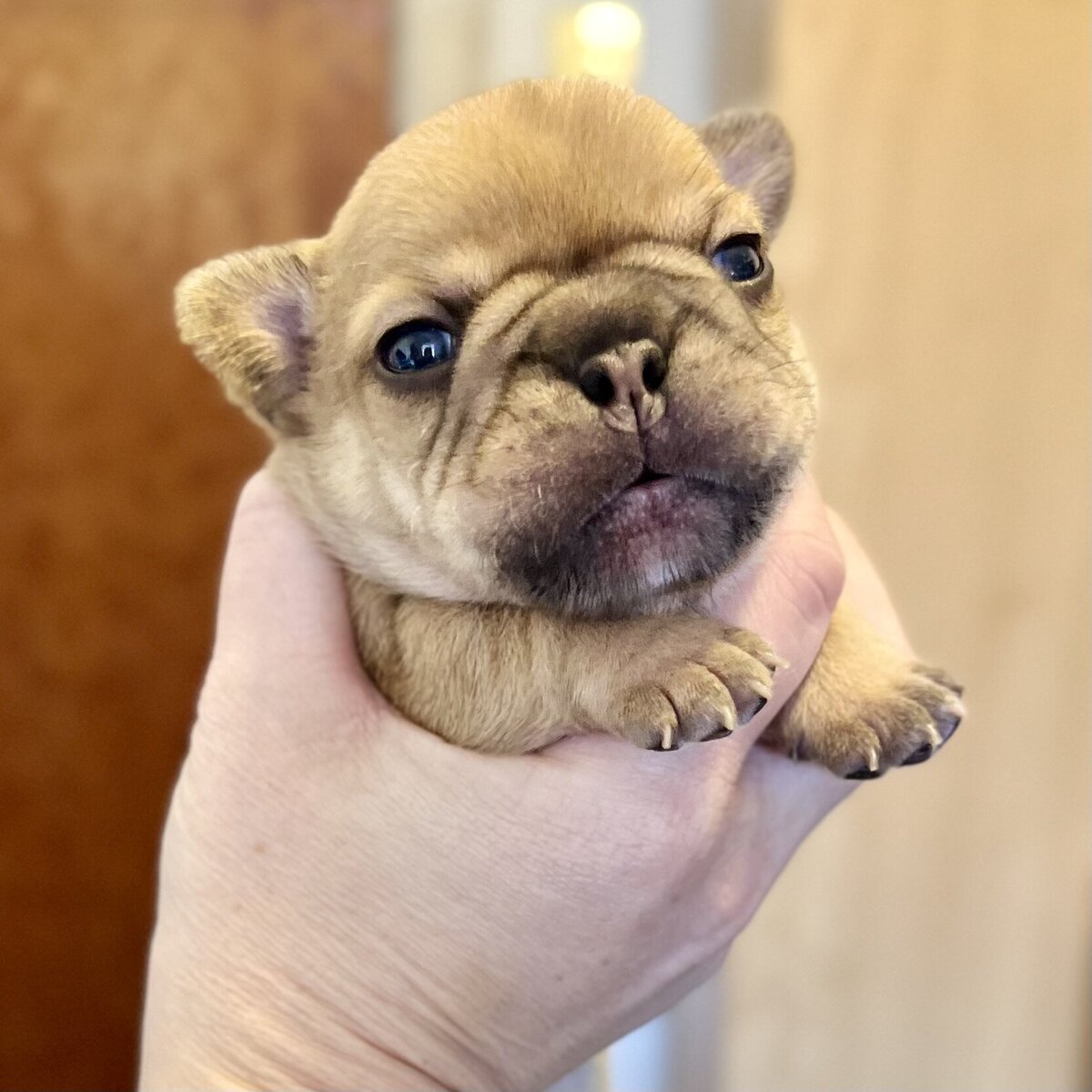 LMN Bulldog puppy
