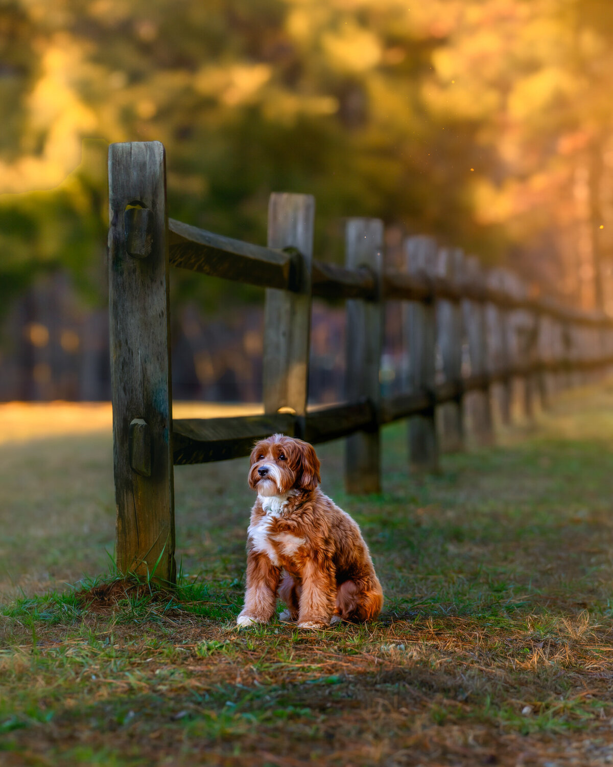 Raleigh-family-photographer-661