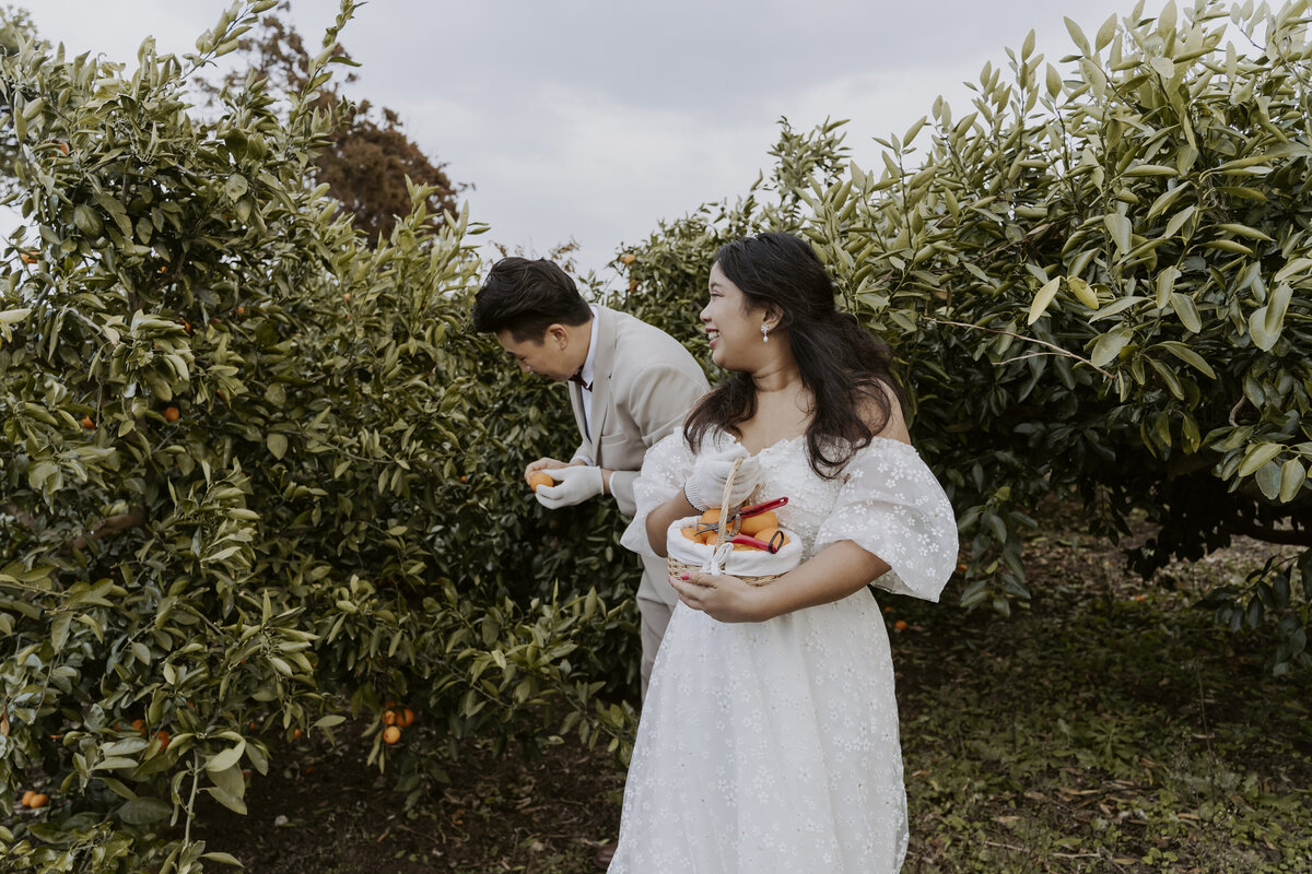 the groom picking some tangerines while the bride is waiting with a basket full of tangerines