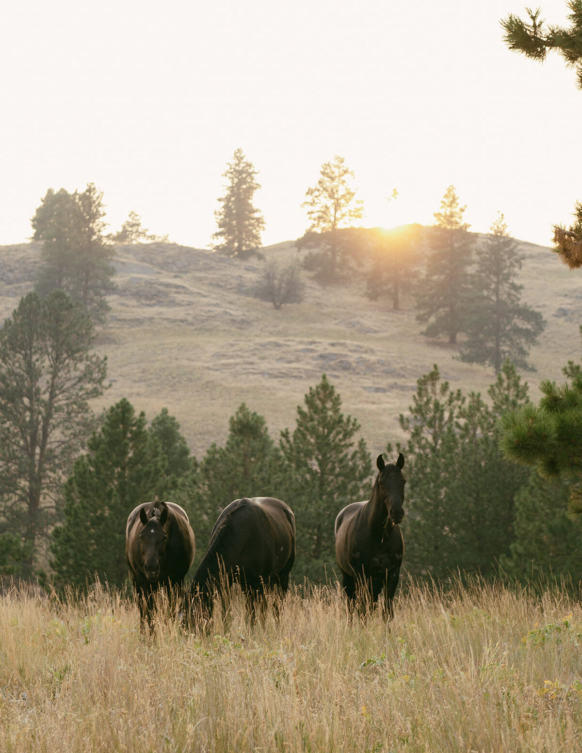 presley-gray-photo-wild-horse-montana-elopement-0362