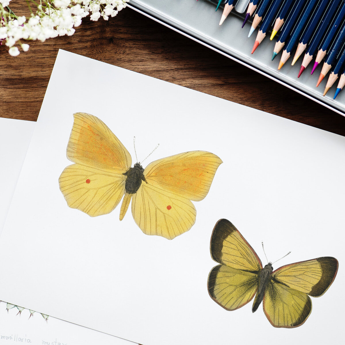 shop-courses-details-10