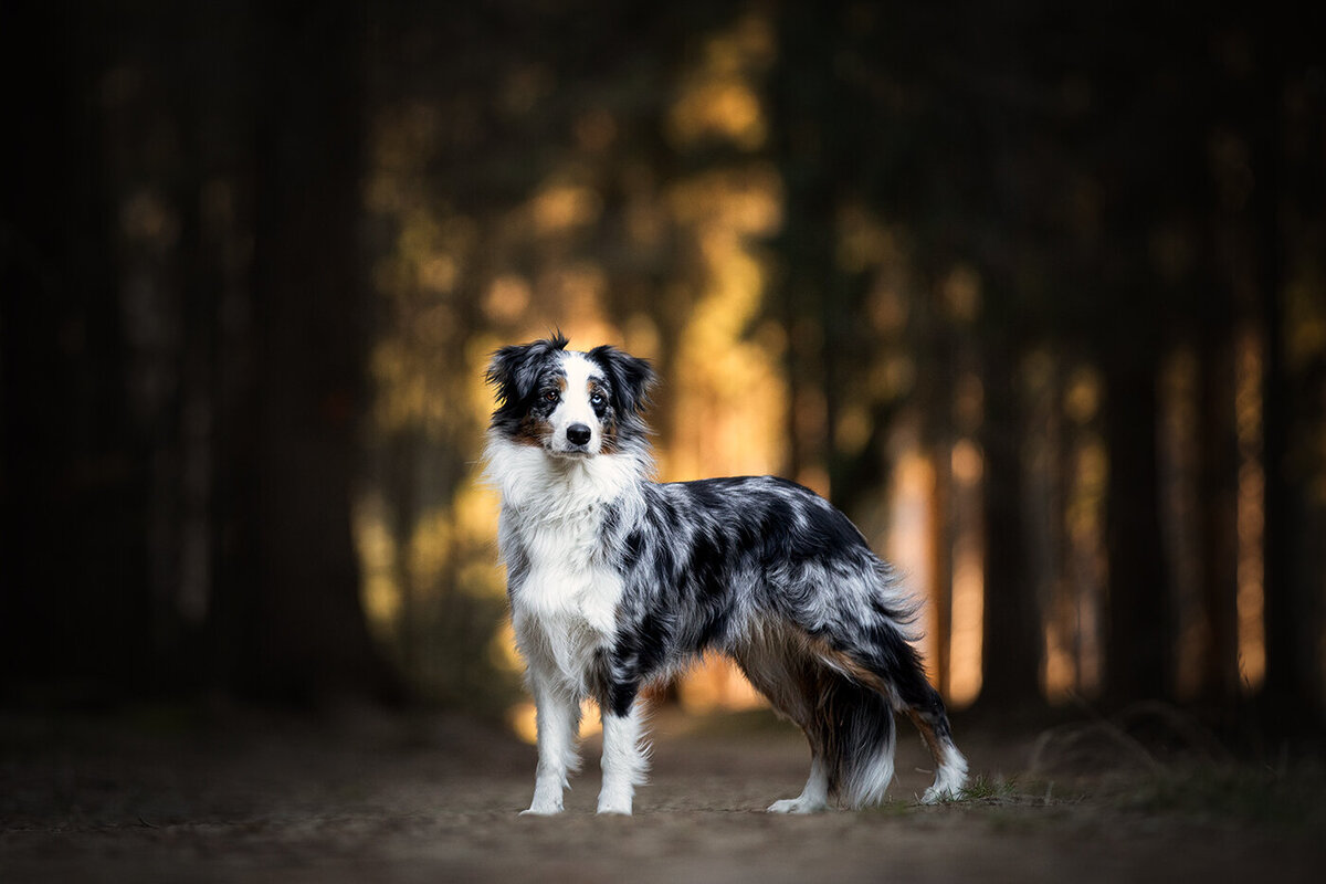 Foto Australische herder