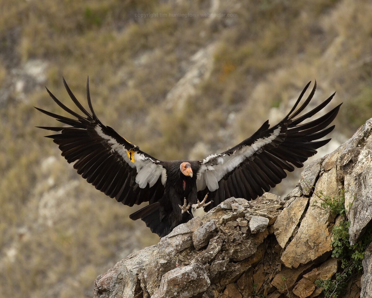 CA-Condor-Alliance-Tim-Huntington©-2_204_landing_3218