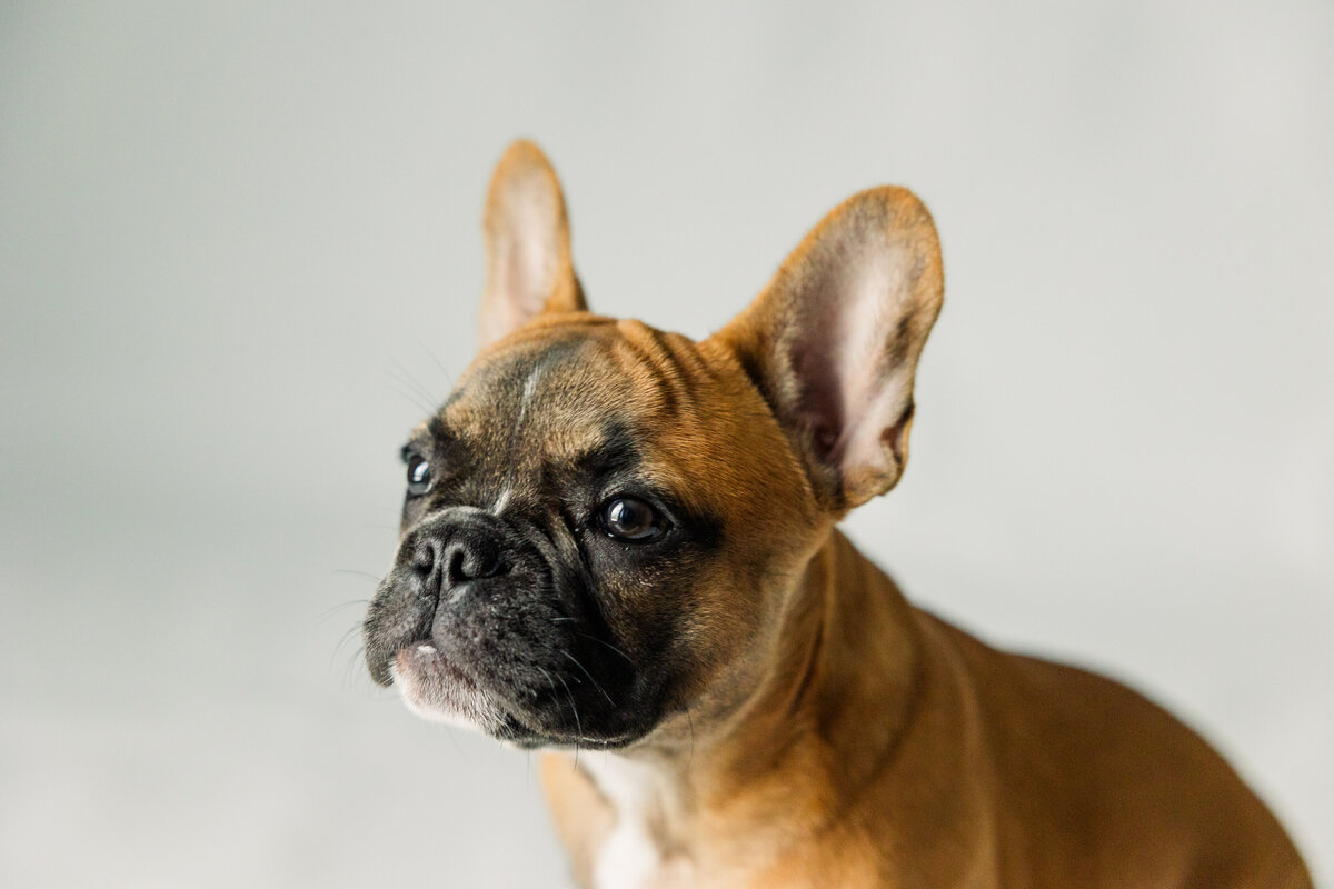 Pet Photographer Richmond Virginia