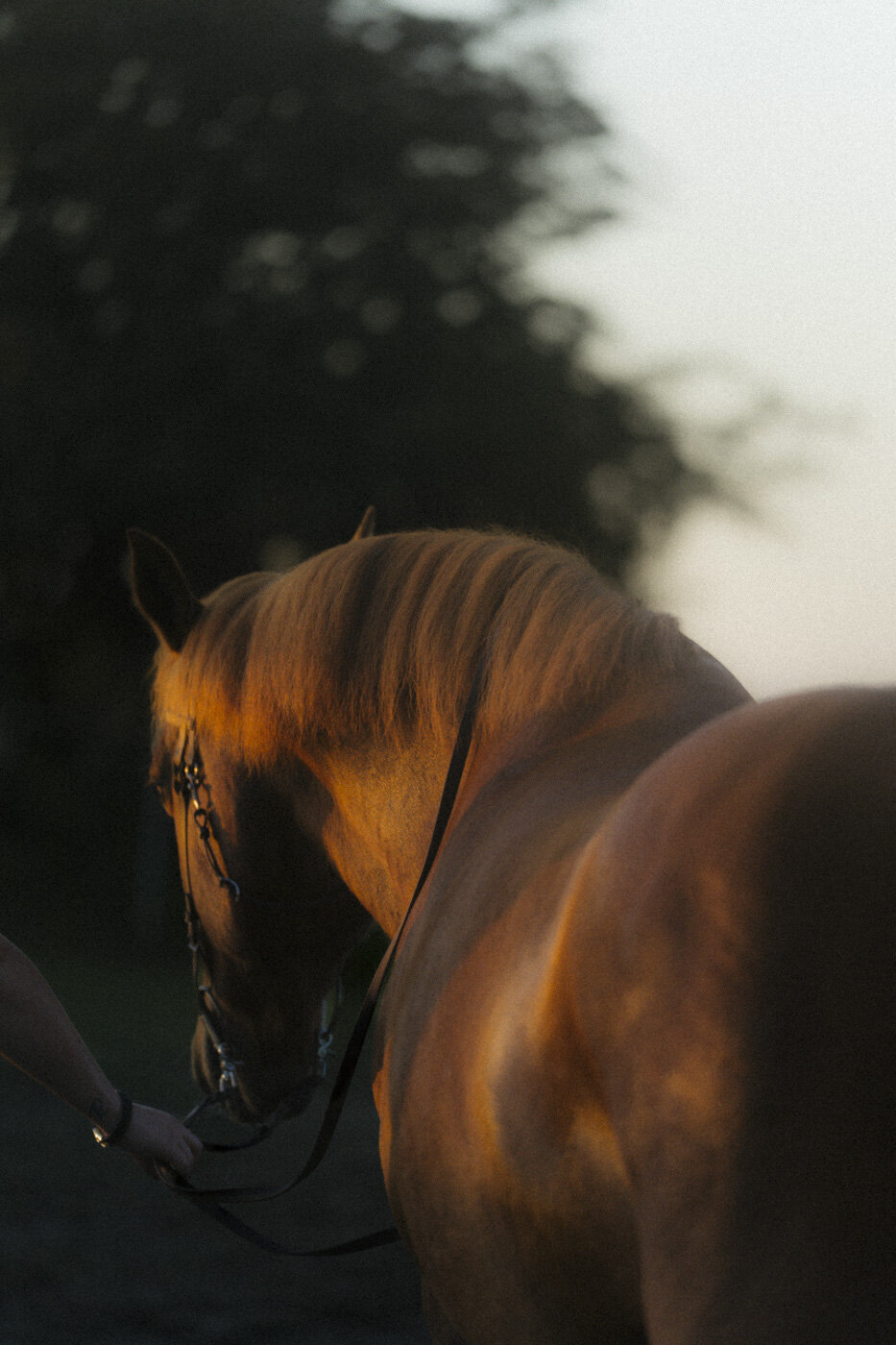 Filmische fotoshoot van Sanne & Rio (31 van 40)