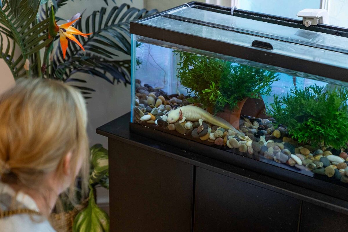 LASC_Axolotl