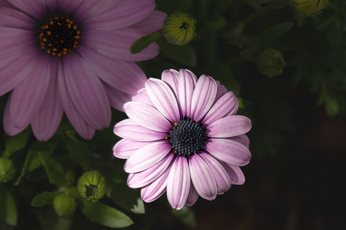 cape_daisy_1214