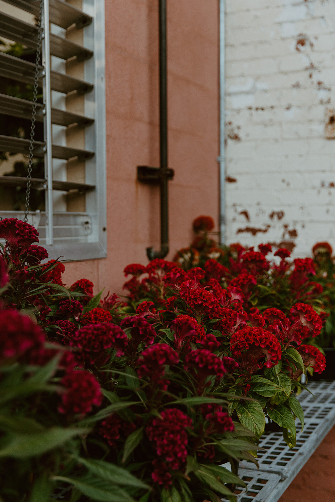 St. Louis_ MO _ Elopement + Intimate Wedding Photography _ Backcountry Bohemians-224