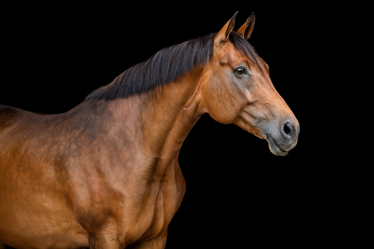Equine photography fine art photos in Franklin Tennessee