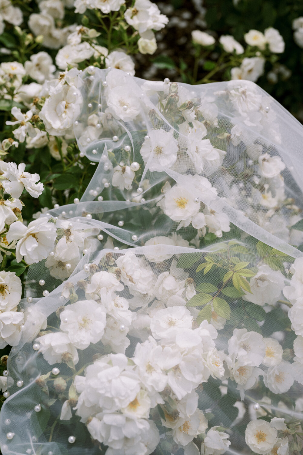 veil-draped-over-white-rose-bush