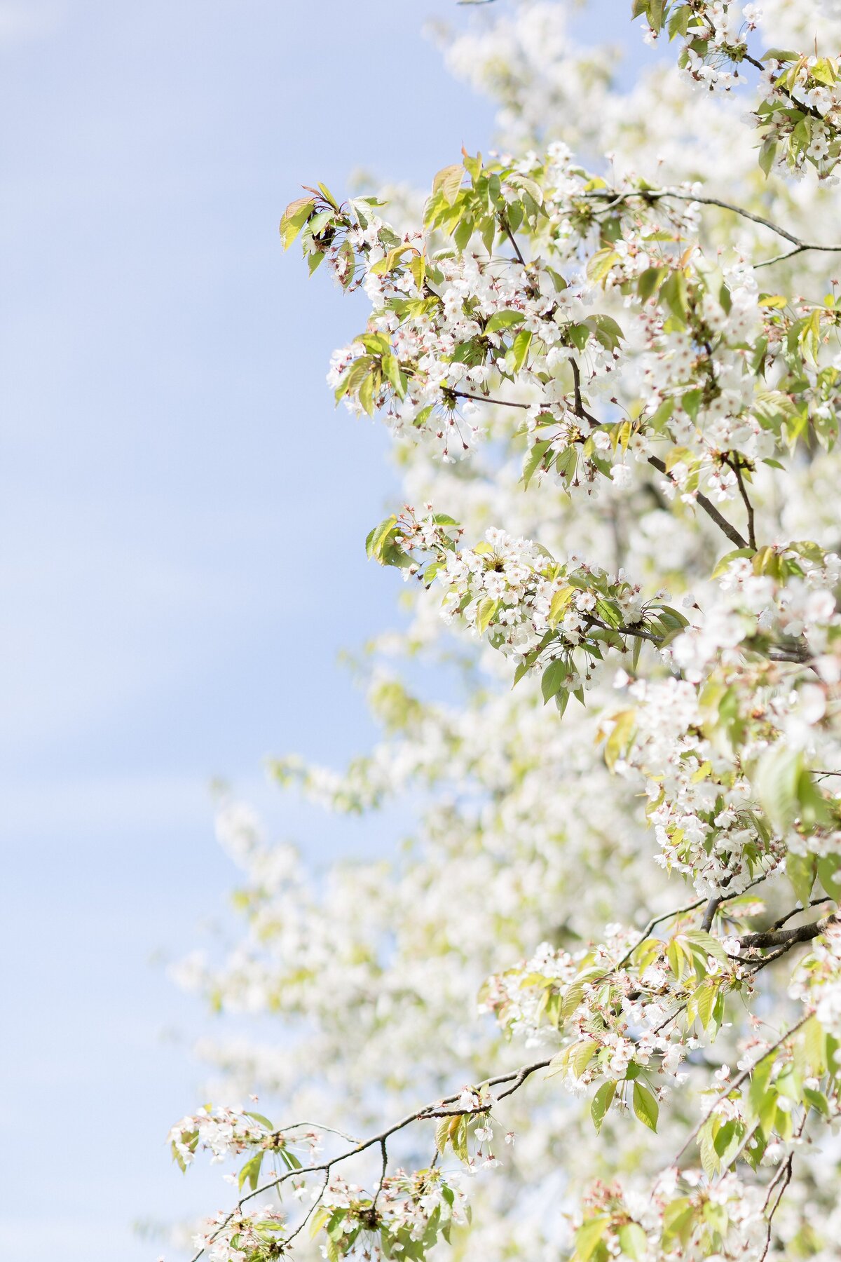 Impressionen-Cherry-Blossom-Photoshoot-2025-2